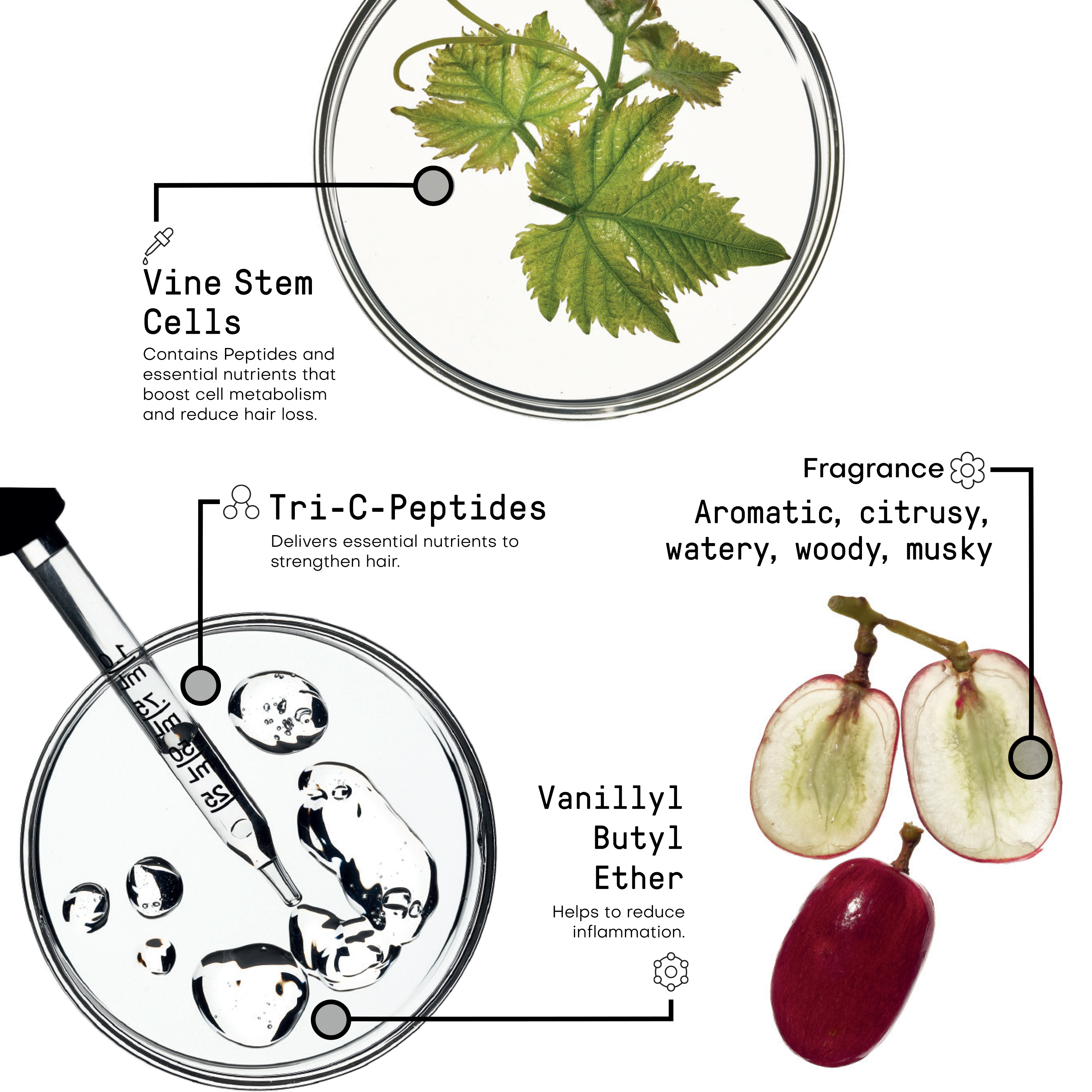 Reinforcing Ingredients